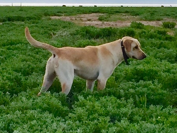 pointing labrador for sale