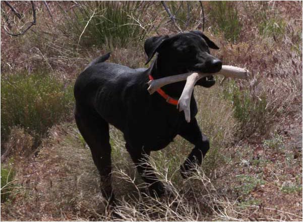 train dog to find antlers