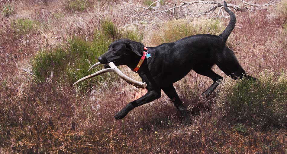 pointing labrador puppy, shed antler puppy